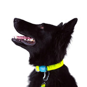 Collar Limitless Adventure Proof para Perro | Signature Glow | Toy Doggie