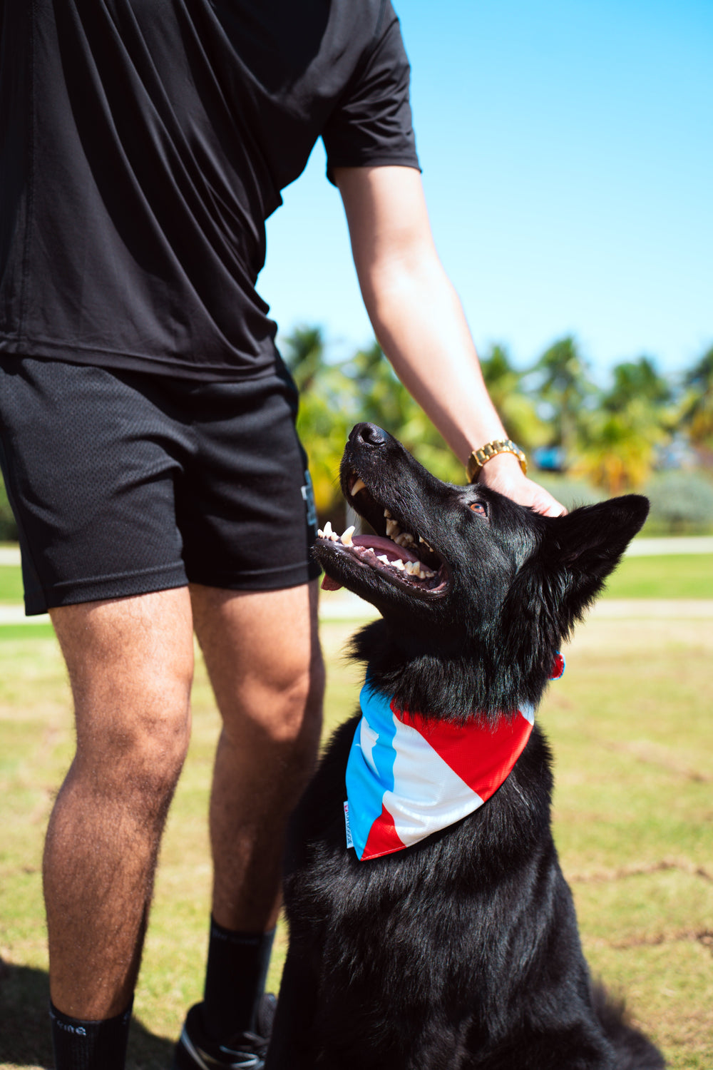 How to Protect Your Dog from the Heat in Puerto Rico | Toy Doggie