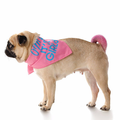 Toy Doggie™ - Oh my dog! It's a Girl! Dog Bandana